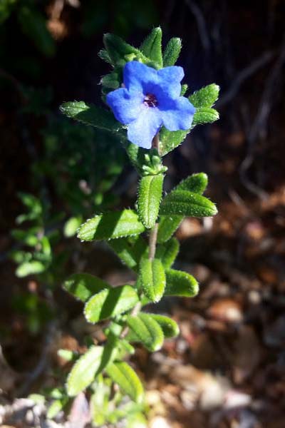 Grémil à rameaux étalés